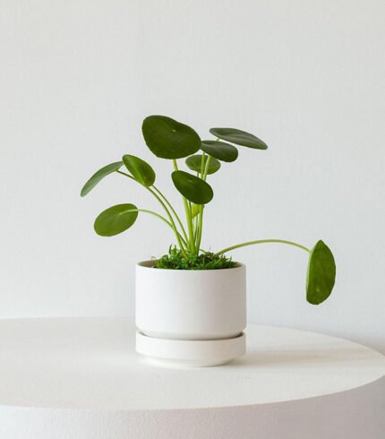 Coco Coir Pole - Image 2