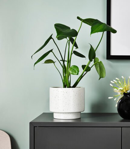Cuddly Cactus - Image 5